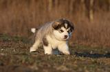 ALASKAN MALAMUTE 613